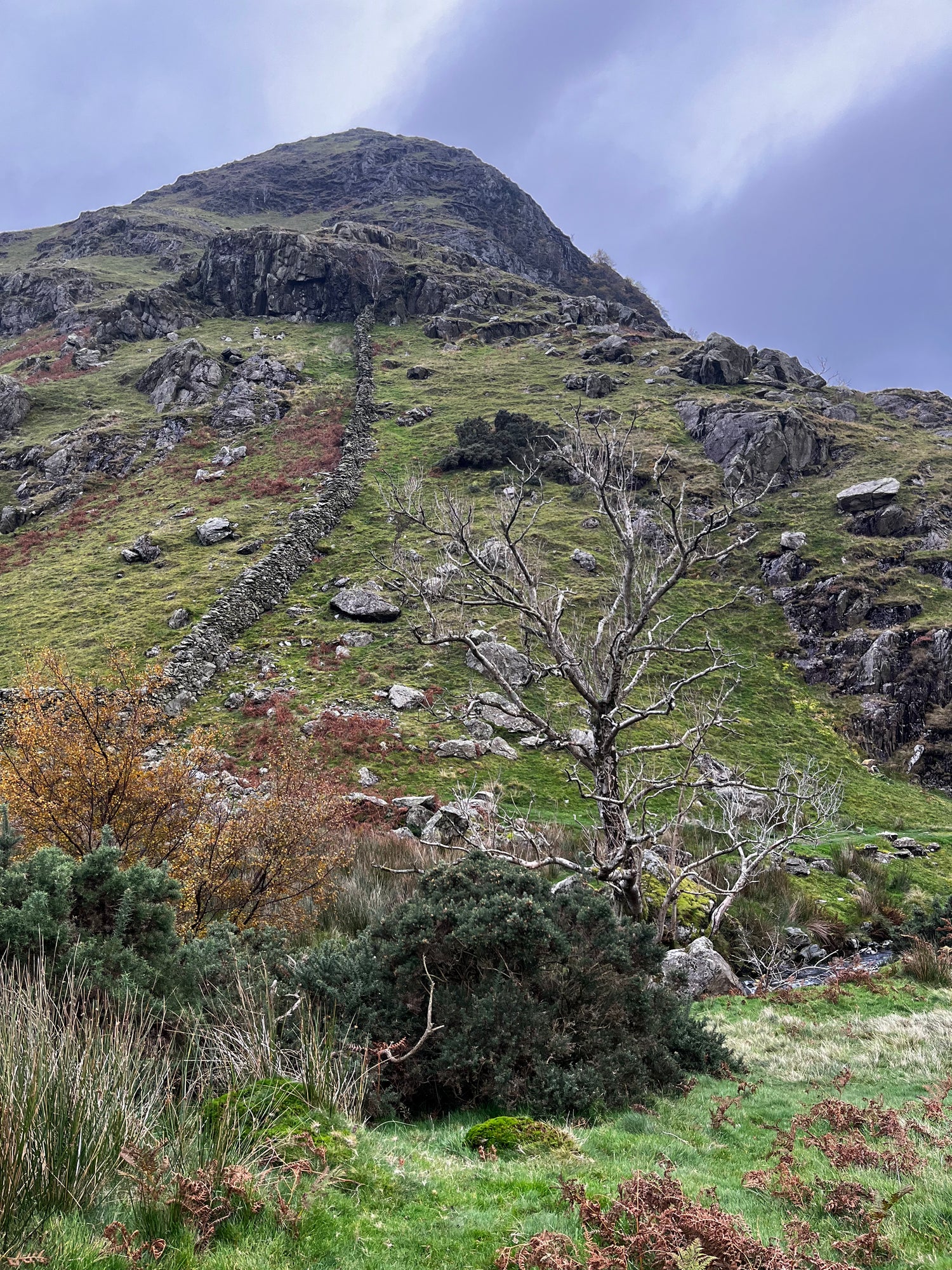 A scenic landscape photograph of a steep, rocky mountain slope (Rannerdale Knotts) covered in green grass and scattered boulders, with a bare tree in the foreground and a cloudy blue-gray sky above.